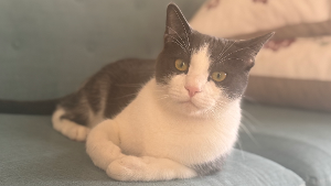 Lost Pet: Mochi