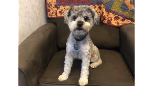 Lost Pet: Toto