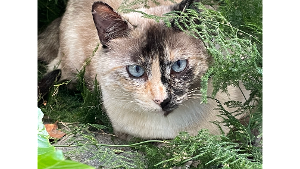Lost Pet: Reva
