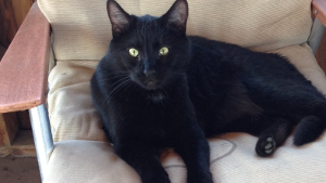 Lost Pet: Coco