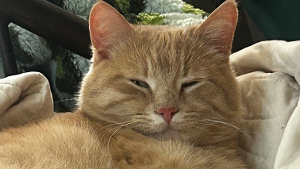 Lost Pet: Pizza Pringle