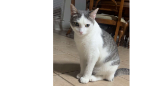 Lost Pet: Mr. Muffins