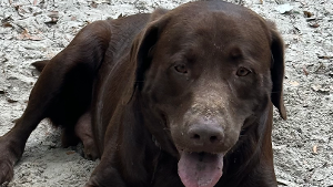 Lost Pet: Harley Lee johnson