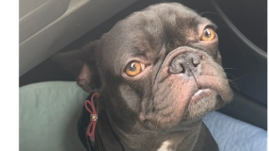 Lost Pet: Luna Brown