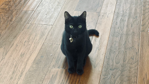 Lost Pet: Pretzel (aka Baby Kitty)