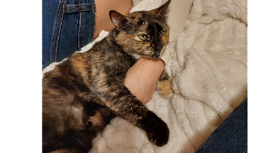 Lost Pet: Muffin (Mama)