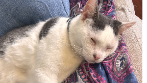 Lost Pet: Soba Jaymes
