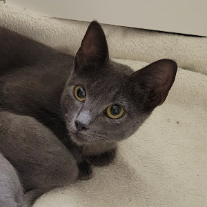 Lost Pet: Beru