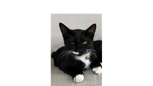 Lost Pet: Ringo