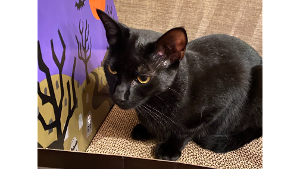 Lost Pet: Dot