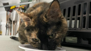Lost Pet: Lucy