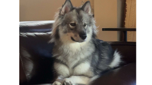 Lost Pet: Stormy