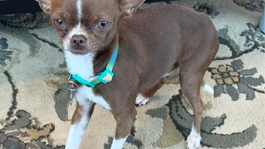 Lost Pet: Bruiser