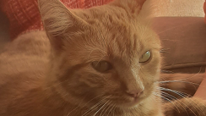Lost Pet: Ruthie