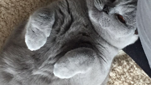 Lost Pet: MiMi