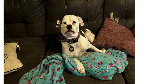 Lost Pet: Harley Quinn