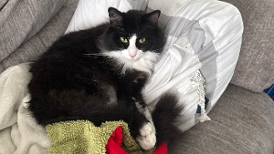 Lost Pet: Linus