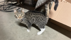 Lost Pet: Cairo