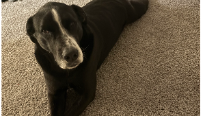 Lost Pet: Lily