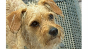 Lost Pet: ROSIE