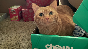 Lost Pet: Furgus
