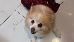 Lost Pet: Daisy