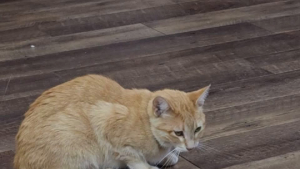 Lost Pet: Poppit