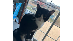 Lost Pet: Pete