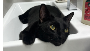 Lost Pet: Pivo