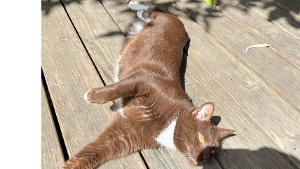 Lost Pet: Brunello
