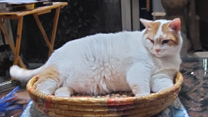 Lost Pet: Kurt