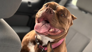 Lost Pet: Hazel
