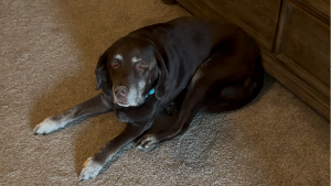 Lost Pet: Buster