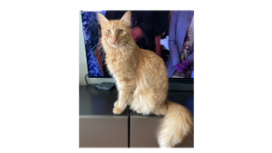 Lost Pet: Maly
