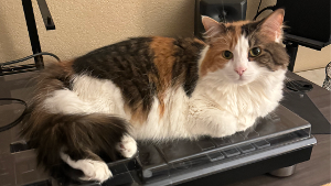 Lost Pet: Zia