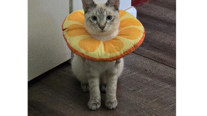 Lost Pet: Cyrus