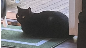 Lost Pet: Daisy