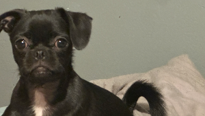 Lost Pet: Monty