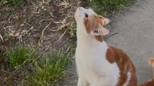 Lost Pet: Blaze