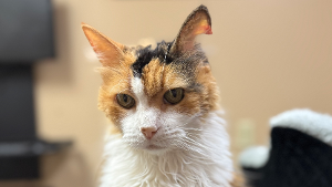 Lost Pet: Lilly