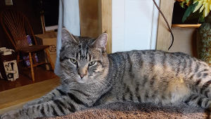 Lost Pet: Tigger, Tig Tig
