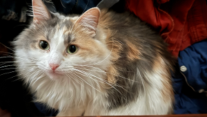 Lost Pet: Ziggy