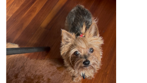Lost Pet: Keshia Deniece Kelly