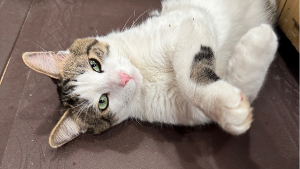 Lost Pet: Walter