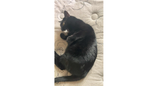 Lost Pet: EBONY