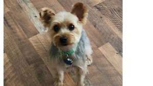 Lost Pet: Otto