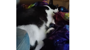 Lost Pet: Baconator