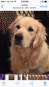 Lost Pet: Oliver