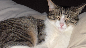 Lost Pet: Pluto