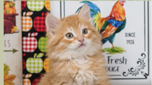 Lost Pet: Apple Crisp